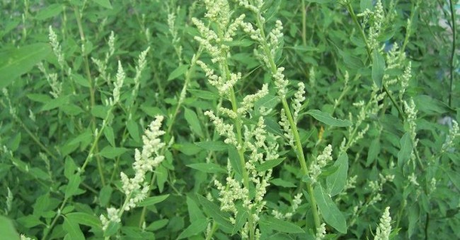 Chenopodium album